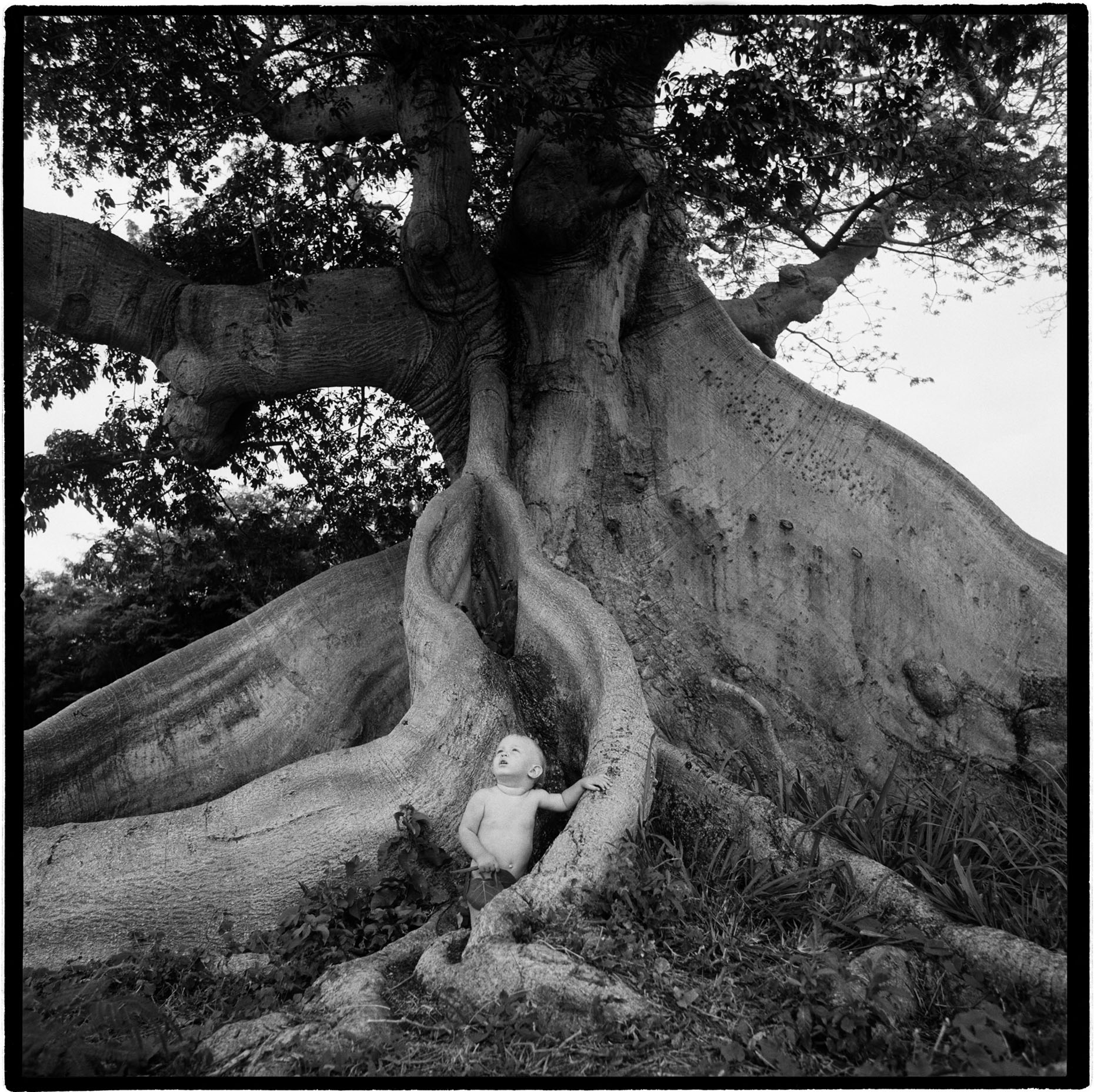 080LordoftheSabaTree1995